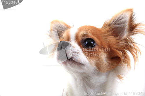 Image of head of sweet chihuahua