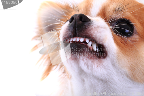 Image of dangerous chihuahua face