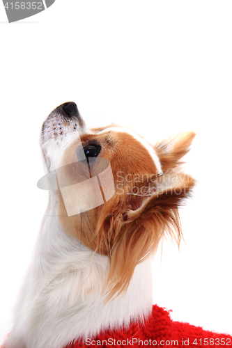 Image of head of sweet chihuahua