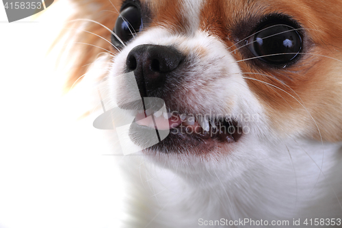 Image of dangerous chihuahua face