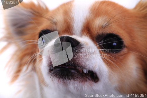 Image of dangerous chihuahua face