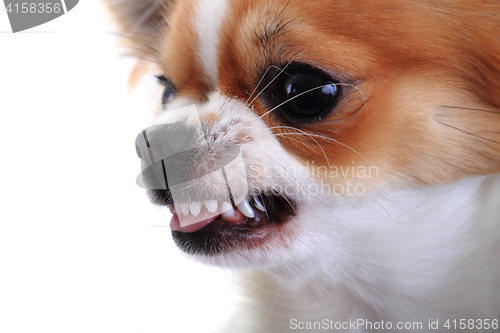 Image of dangerous chihuahua face