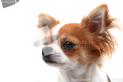 Image of head of sweet chihuahua