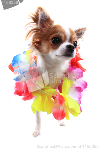 Image of small chihuahua in the different clothes isolated