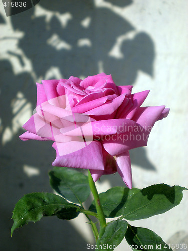 Image of Rose