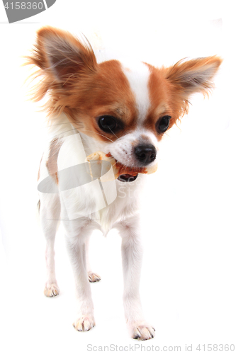 Image of small chihuahua is eating dog snack