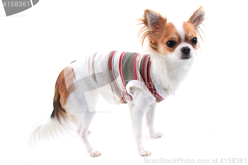 Image of small chihuahua in the different clothes isolated