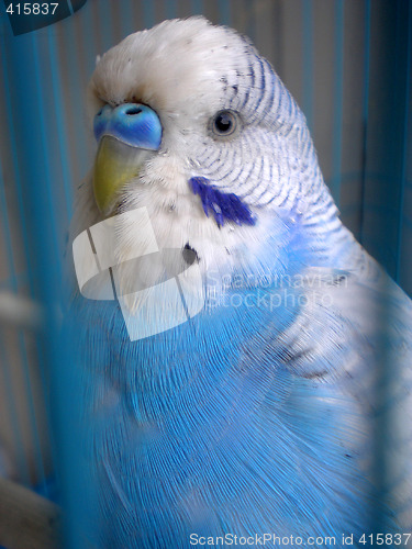 Image of Parrot