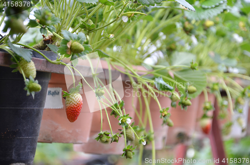 Image of Fresh strawberries that are grown in greenhouses