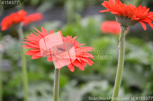 Image of Gerbera flower in a garden