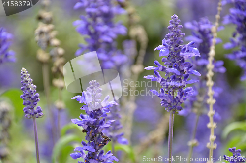 Image of Blooming blue bugleweeds Ajuga