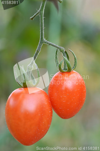 Image of Fresh red tomatoes