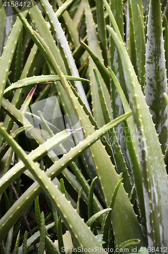 Image of Leaves of aloe vera plant