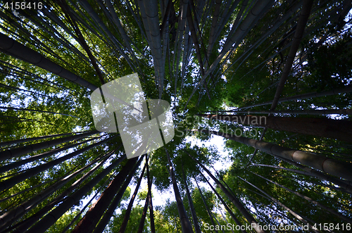 Image of Green and natural bamboo forest  