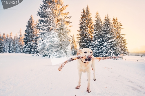 Image of Dog in winter nature