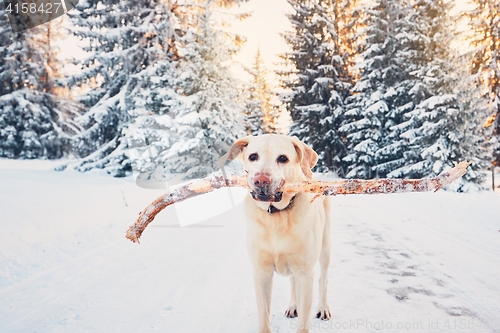 Image of Dog in winter nature