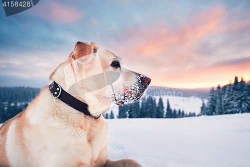 Image of Dog in mountains in winter