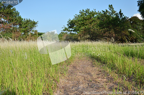 Image of Pampas grass flowe field