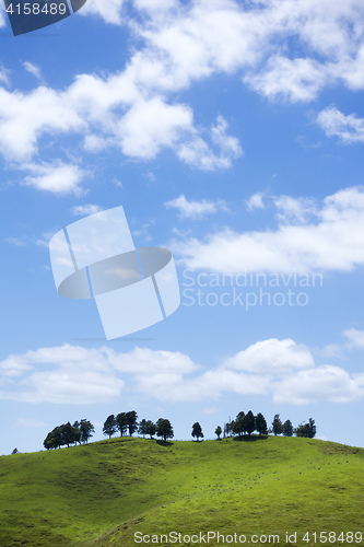 Image of typical landscape in north New Zealand