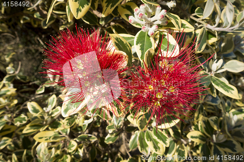 Image of pohutukawa tree red blossom