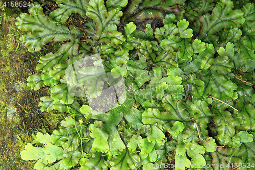 Image of lichen green texture\r\n