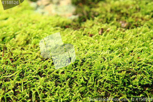Image of green moss texture