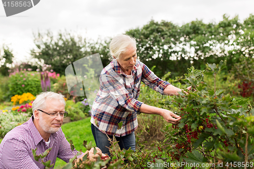 Image of senior couple harvesting currant at summer garden