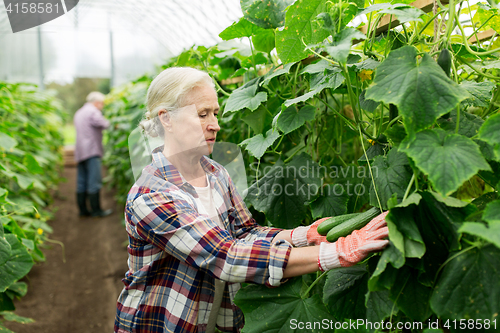 Image of old woman picking cucumbers up at farm greenhouse