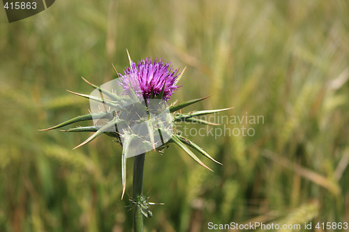 Image of thistle