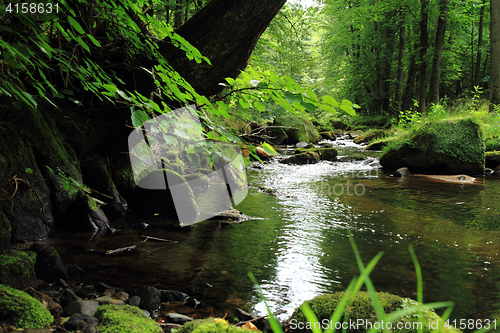 Image of river in the green spring forest