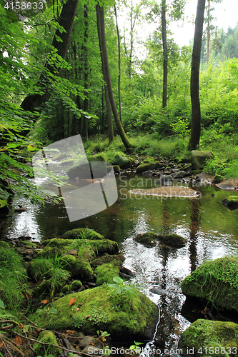 Image of river in the green spring forest