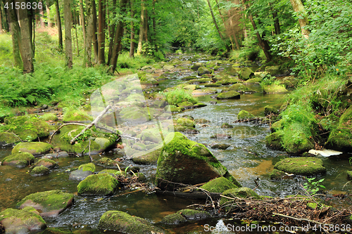 Image of river in the green spring forest