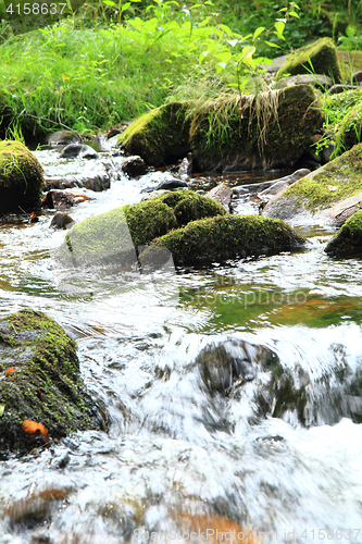 Image of river in the green spring forest