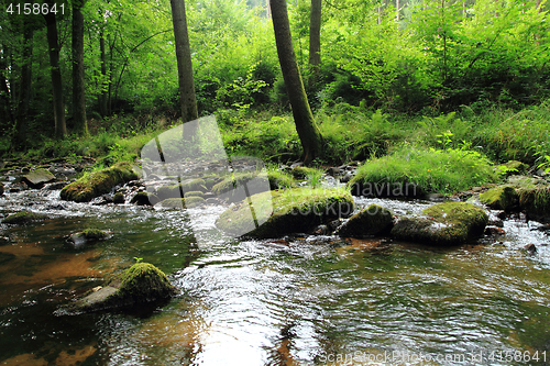 Image of river in the green spring forest