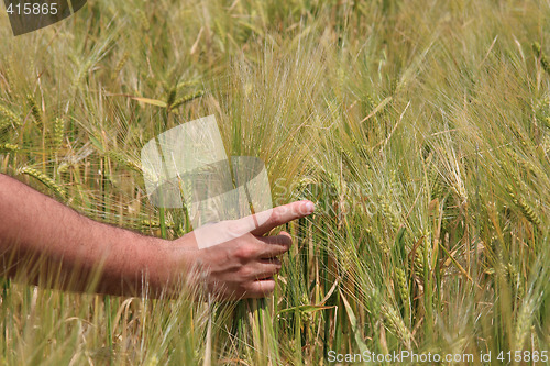 Image of Wheat