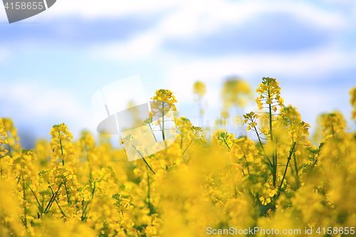 Image of Rape field