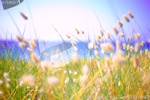 Image of Bunny Tails Grass Lagurus Ovatus