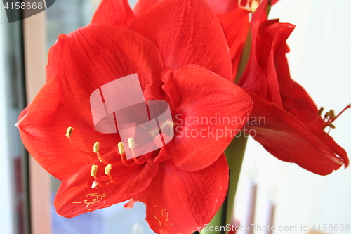 Image of Amaryllis Hippeastrum