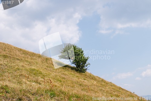 Image of Solitary tree on top of Monte Alfeo, Valtrebbia, Italy