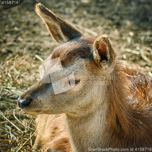 Image of Portrait of Deer