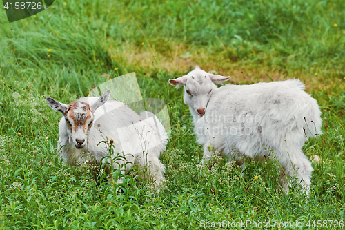 Image of Goatlings in the Grass