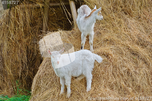 Image of Goatlings on a Hay