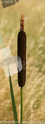 Image of Cattail