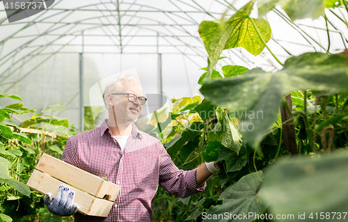 Image of old man picking cucumbers up at farm greenhouse