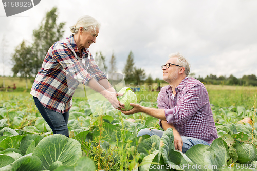 Image of senior couple picking cabbage on farm