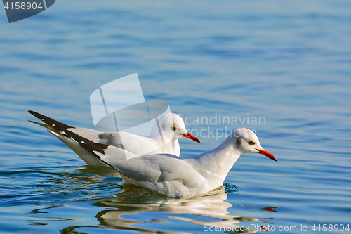 Image of Couple of Seagulls