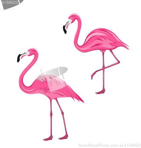 Image of Couple Pink Flamingos Isolated on White Background