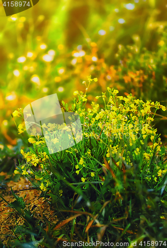 Image of Yellow And Green Floral Background