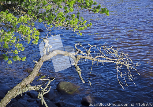 Image of Branches Of Trees On A Background Of The Lake Ripples