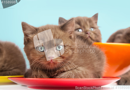 Image of Brown kittens on colorful plates